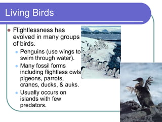 Living Birds
 Flightlessness has
evolved in many groups
of birds.
 Penguins (use wings to
swim through water).
 Many fossil forms
including flightless owls,
pigeons, parrots,
cranes, ducks, & auks.
 Usually occurs on
islands with few
predators.
 