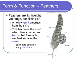 Form & Function – Feathers
 Feathers are lightweight,
yet tough, consisting of:
 A hollow quill emerges
from the skin.
 This becomes the shaft
which bears numerous
barbs that form a flat,
webbed surface, the
vane.
 Each barb contains
many barbules.
 