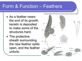 Form & Function – Feathers
 As a feather nears
the end of its growth,
keratin is deposited
to make some of the
structures hard.
 The protective
sheath surrounding
the new feather splits
open, and the feather
unfurls.
 
