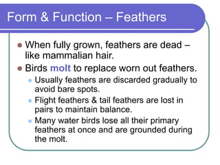 Form & Function – Feathers
 When fully grown, feathers are dead –
like mammalian hair.
 Birds molt to replace worn out feathers.
 Usually feathers are discarded gradually to
avoid bare spots.
 Flight feathers & tail feathers are lost in
pairs to maintain balance.
 Many water birds lose all their primary
feathers at once and are grounded during
the molt.
 