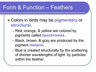 Form & Function – Feathers
 Colors in birds may be pigmentary or
structural.
 Red, orange, & yellow are colored by
pigments called lipochromes.
 Black, brown, & gray are produced by the
pigment melanin.
 Blue is created structurally by the scattering
of shorter wavelengths of light by particles
within the feather.
 