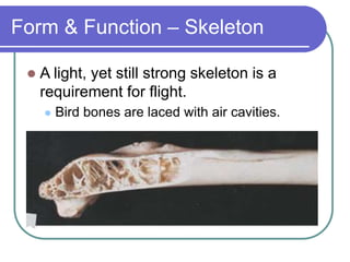 Form & Function – Skeleton
 A light, yet still strong skeleton is a
requirement for flight.
 Bird bones are laced with air cavities.
 