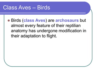 Class Aves – Birds
 Birds (class Aves) are archosaurs but
almost every feature of their reptilian
anatomy has undergone modification in
their adaptation to flight.
 