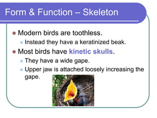 Form & Function – Skeleton
 Modern birds are toothless.
 Instead they have a keratinized beak.
 Most birds have kinetic skulls.
 They have a wide gape.
 Upper jaw is attached loosely increasing the
gape.
 