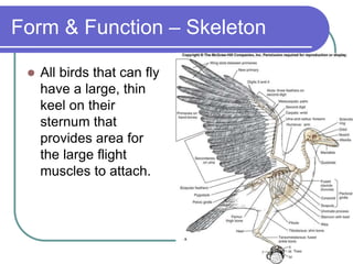 Form & Function – Skeleton
 All birds that can fly
have a large, thin
keel on their
sternum that
provides area for
the large flight
muscles to attach.
 