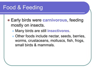 Food & Feeding
 Early birds were carnivorous, feeding
mostly on insects.
 Many birds are still insectivores.
 Other foods include nectar, seeds, berries,
worms, crustaceans, molluscs, fish, frogs,
small birds & mammals.
 