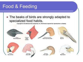 Food & Feeding
 The beaks of birds are strongly adapted to
specialized food habits.
 