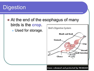 Digestion
 At the end of the esophagus of many
birds is the crop.
 Used for storage.
 