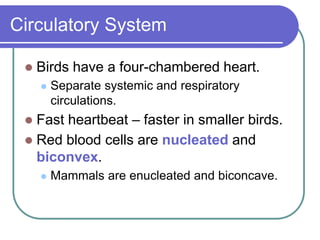 Circulatory System
 Birds have a four-chambered heart.
 Separate systemic and respiratory
circulations.
 Fast heartbeat – faster in smaller birds.
 Red blood cells are nucleated and
biconvex.
 Mammals are enucleated and biconcave.
 
