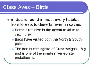 Class Aves – Birds
 Birds are found in most every habitat
from forests to deserts, even in caves.
 Some birds dive in the ocean to 45 m to
catch prey.
 Birds have visited both the North & South
poles.
 The bee hummingbird of Cuba weighs 1.8 g
and is one of the smallest vertebrate
endotherms.
 