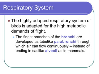 Respiratory System
 The highly adapted respiratory system of
birds is adapted for the high metabolic
demands of flight.
 The finest branches of the bronchi are
developed as tubelike parabronchi through
which air can flow continuously – instead of
ending in saclike alveoli as in mammals.
 