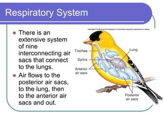 Respiratory System
 There is an
extensive system
of nine
interconnecting air
sacs that connect
to the lungs.
 Air flows to the
posterior air sacs,
to the lung, then
to the anterior air
sacs and out.
 