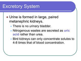 Excretory System
 Urine is formed in large, paired
metanephric kidneys.
 There is no urinary bladder.
 Nitrogenous wastes are secreted as uric
acid rather than urea.
 Bird kidneys can only concentrate solutes to
4-8 times that of blood concentration.
 