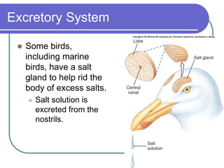 Excretory System
 Some birds,
including marine
birds, have a salt
gland to help rid the
body of excess salts.
 Salt solution is
excreted from the
nostrils.
 