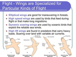 Flight - Wings are Specialized for
Particular Kinds of Flight
 Elliptical wings are good for maneuvering in forests.
 High speed wings are used by birds that feed during
flight or that make long migrations.
 Dynamic soaring wings are used by oceanic birds that
exploit the reliable sea winds.
 High lift wings are found in predators that carry heavy
loads. Soaring over land with variable air currents.
 