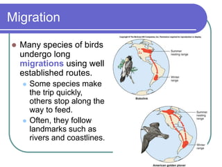 Migration
 Many species of birds
undergo long
migrations using well
established routes.
 Some species make
the trip quickly,
others stop along the
way to feed.
 Often, they follow
landmarks such as
rivers and coastlines.
 