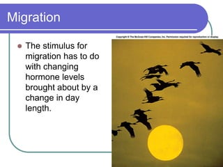 Migration
 The stimulus for
migration has to do
with changing
hormone levels
brought about by a
change in day
length.
 