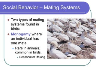 Social Behavior – Mating Systems
 Two types of mating
systems found in
birds:
 Monogamy where
an individual has
one mate.
 Rare in animals,
common in birds.
 Seasonal or lifelong
 