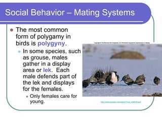 Social Behavior – Mating Systems
 The most common
form of polygamy in
birds is polygyny.
 In some species, such
as grouse, males
gather in a display
area or lek. Each
male defends part of
the lek and displays
for the females.
 Only females care for
young. http://www.youtube.com/watch?v=s2_wdMmEupQ
 