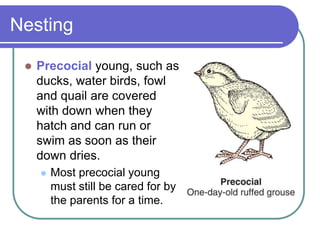 Nesting
 Precocial young, such as
ducks, water birds, fowl
and quail are covered
with down when they
hatch and can run or
swim as soon as their
down dries.
 Most precocial young
must still be cared for by
the parents for a time.
 
