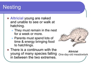 Nesting
 Altricial young are naked
and unable to see or walk at
hatching.
 They must remain in the nest
for a week or more.
 Parents must spend lots of
time & energy bringing food
to hatchlings.
 There is a continuum with the
young of many species falling
in between the two extremes.
 