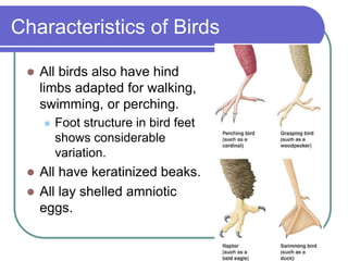 Characteristics of Birds
 All birds also have hind
limbs adapted for walking,
swimming, or perching.
 Foot structure in bird feet
shows considerable
variation.
 All have keratinized beaks.
 All lay shelled amniotic
eggs.
 