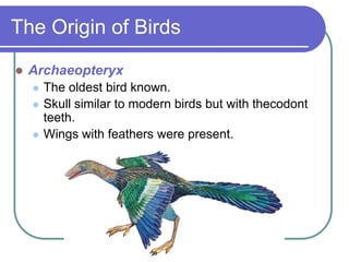 The Origin of Birds
 Archaeopteryx
 The oldest bird known.
 Skull similar to modern birds but with thecodont
teeth.
 Wings with feathers were present.
 