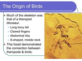 The Origin of Birds
 Much of the skeleton was
that of a theropod
dinosaur.
 Long bony tail
 Clawed fingers
 Abdominal ribs
 S-shaped, mobile neck
 This fossil demonstrated
the connection between
theropods & birds.
 