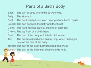 Environmental Science (EVS) : Birds (Class II) | PPT | Free Download