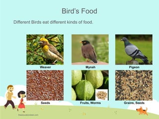 Environmental Science (EVS) : Birds (Class II)