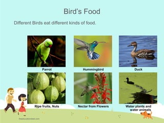 Environmental Science (EVS) : Birds (Class II)