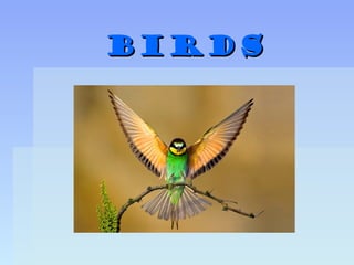 Birds

 