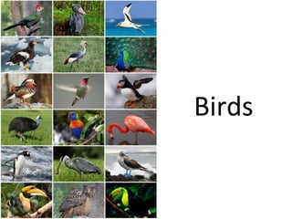 Birds

 