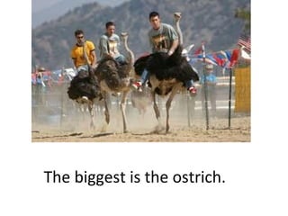 The biggest is the ostrich.

 