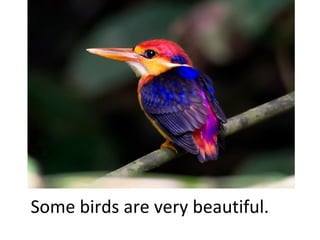 Some birds are very beautiful.

 