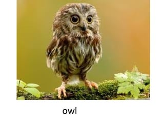 owl

 