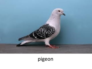 pigeon

 
