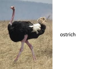 ostrich

 