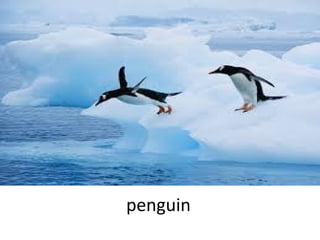 penguin

 