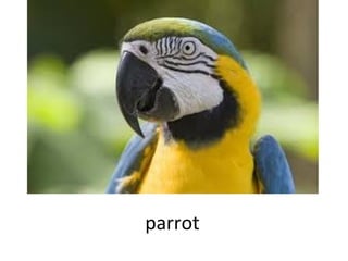 parrot

 