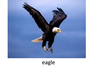 eagle

 