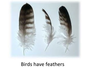 Birds have feathers

 