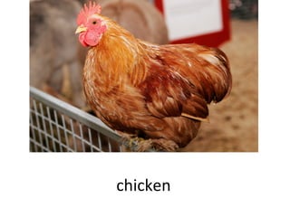 chicken

 