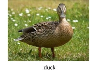 duck

 