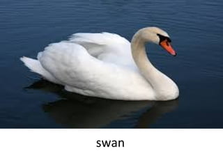 swan

 