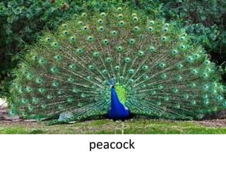 peacock

 