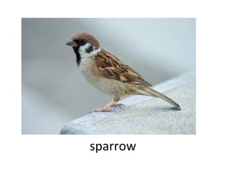 sparrow

 