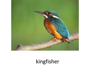 kingfisher

 