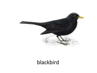 blackbird

 