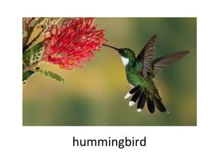 hummingbird

 